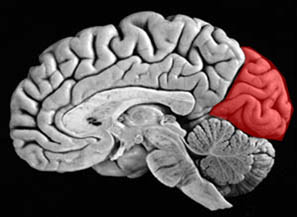 Occipital Cortex Illustration