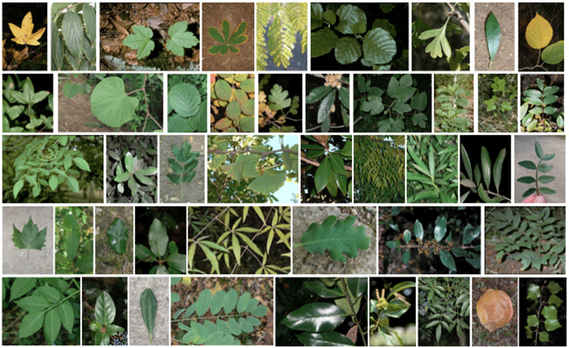 Leaf Classification figure 