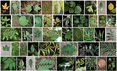 Leaf Classification figure 