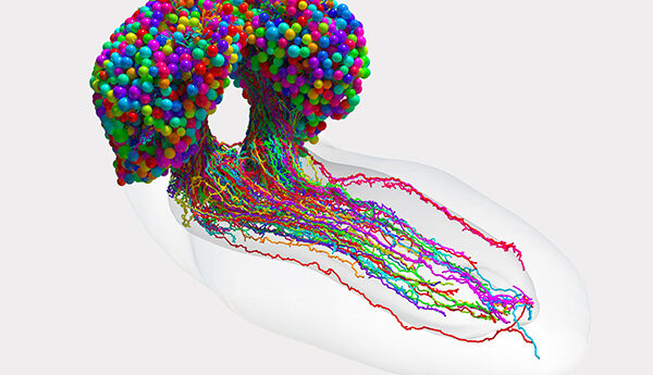 Scientists complete 1st map of an insect brain