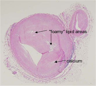 Histology