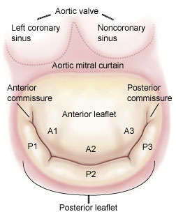 Mitral-Valve