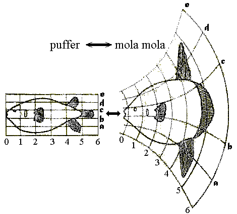 puffmola